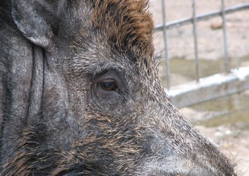 MCAS Iwakuni employees save local from wild boar