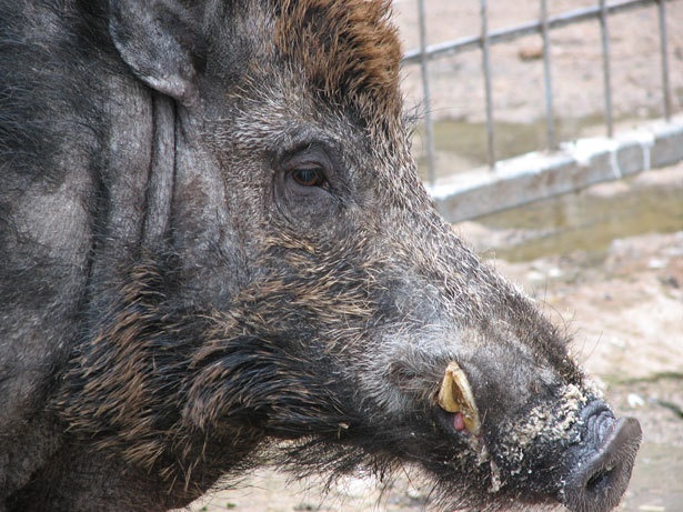 MCAS Iwakuni employees save local from wild boar