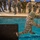 Combat Water Survival Test Combat Water Survival Test