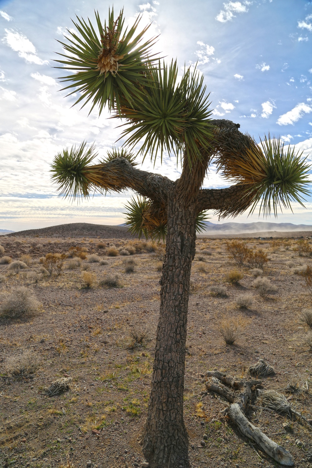 Yucca Brevifolia at Fort Irwin National Training Center