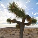 Yucca Brevifolia at Fort Irwin National Training Center