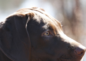 Commentary: My crash course in puppy parenting