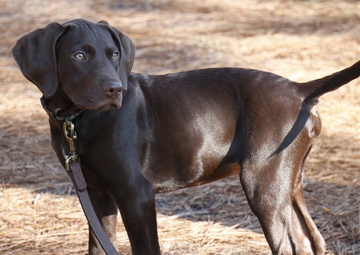 Commentary: My crash course in puppy parenting