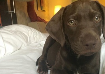 Commentary: My crash course in puppy parenting