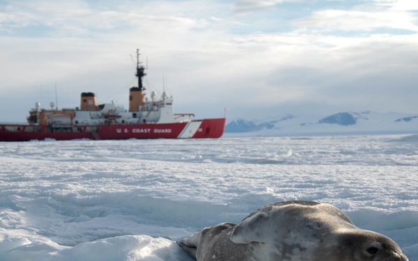A seal rests on sea ice in the foreground while a red-and-white U.S. Coast Guard icebreaker vessel is visible in the background on open polar waters. The scene appears to be set in an Antarctic or Arctic environment, characterized by expansive ice floes, overcast skies, and distant snow-covered mountains. The composition contrasts wildlife with human maritime presence in a polar setting.