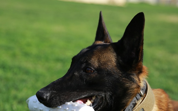 Law Enforcement Detachment brings Crime Fighting to the Battlefield