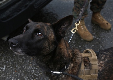 Marine Corps dog handlers rehearse explosive detection measures