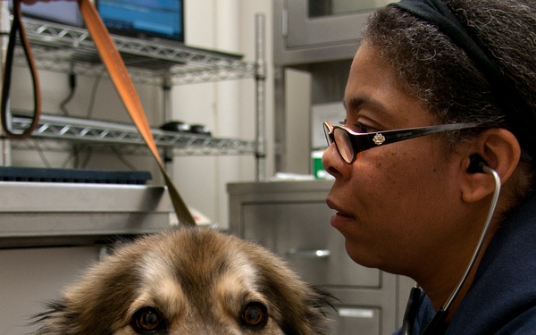 VTF takes care of our pets