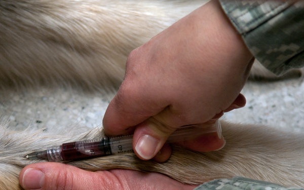 VTF takes care of our pets