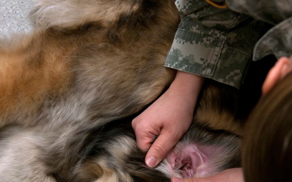 VTF takes care of our pets