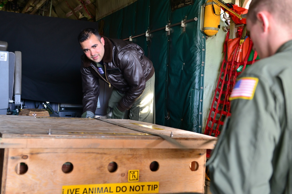 Coast Guard transport olive ridley sea turtle