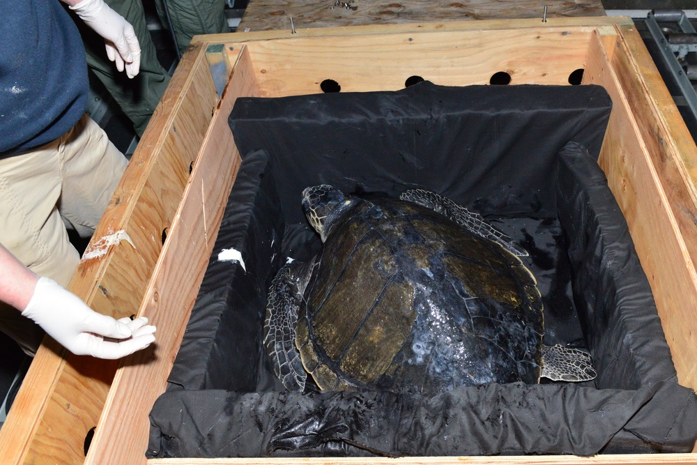 Coast Guard transport olive ridley sea turtle