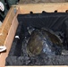 Coast Guard transport olive ridley sea turtle