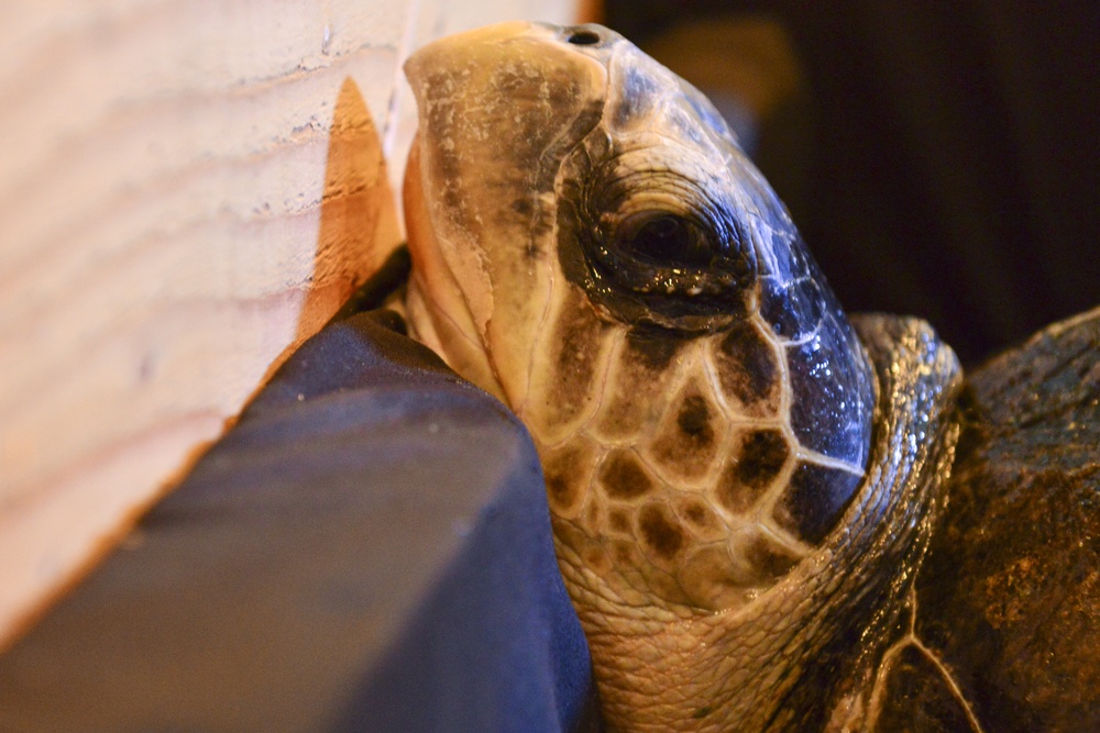 Coast Guard transport olive ridley sea turtle