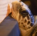 Coast Guard transport olive ridley sea turtle
