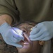 US Marines receive dental treatment during Deployment For Training exercise