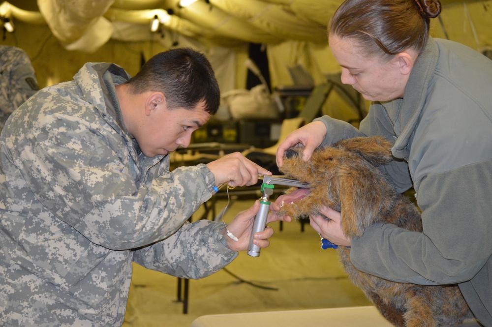 K9 Check-up
