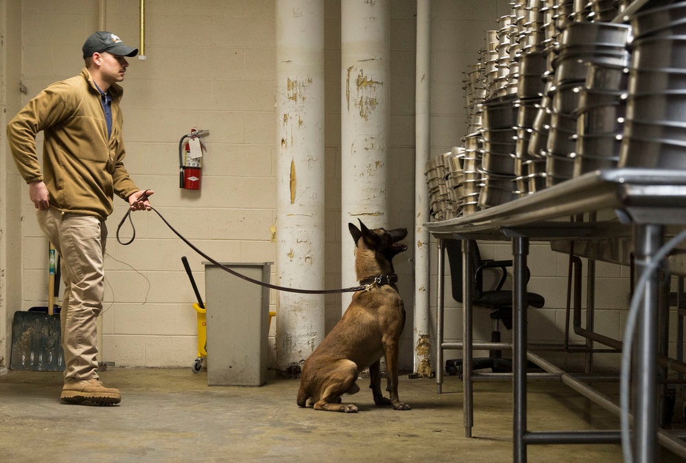 Military working dogs sniff out narcotics, explosives