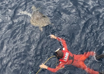 A unique rescue operation saves two sea turtles