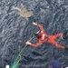 A unique rescue operation saves two sea turtles