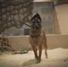 K-9s train at Battle Lab