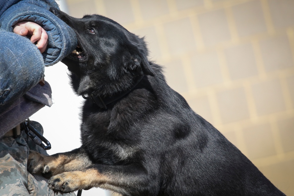 K-9s train at Battle Lab