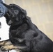 K-9s train at Battle Lab