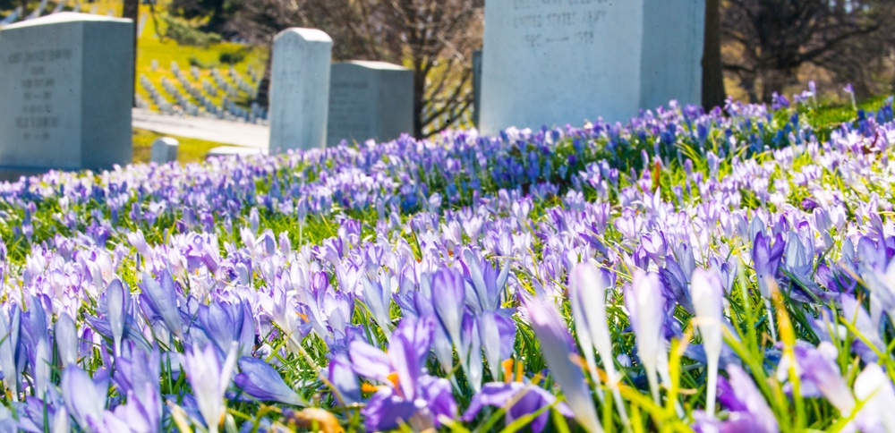 Spring is in the air at Arlington National Cemetery