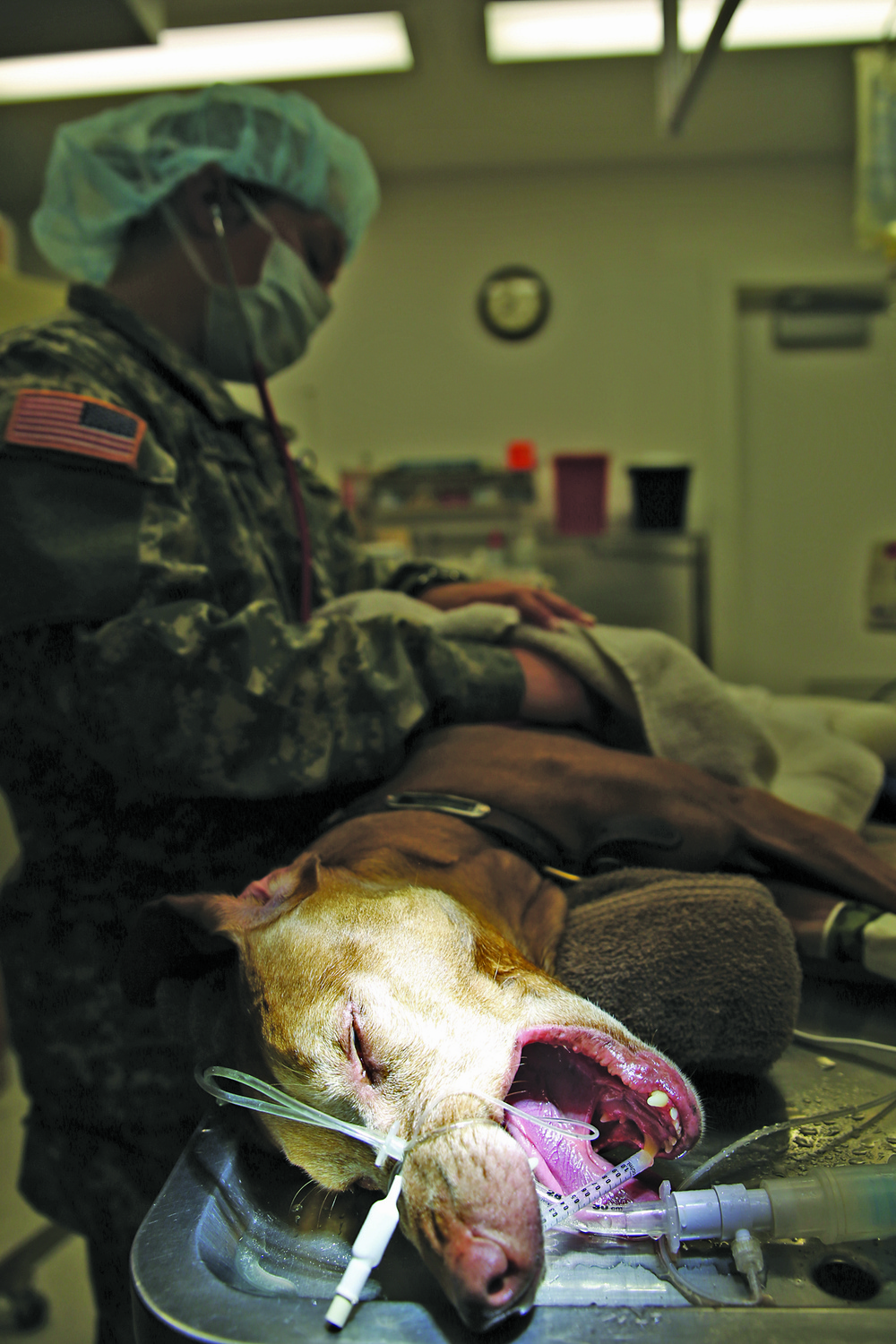 MCB Hawaii VTF offers treatment for base pets