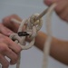 Marines practice knot skills