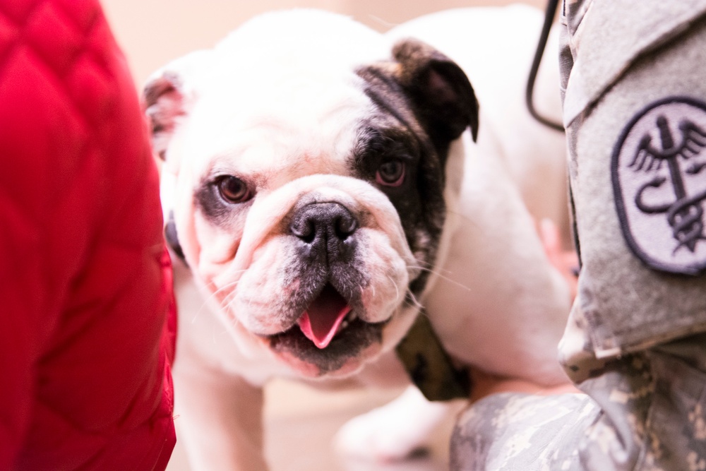Veterinary Treatment Facility keeps Fido and Fluffy feeling pawtastic