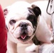 Veterinary Treatment Facility keeps Fido and Fluffy feeling pawtastic