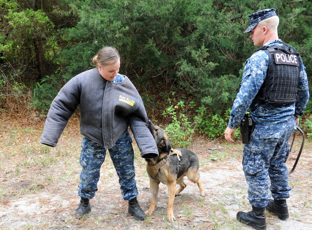Military workings dogs