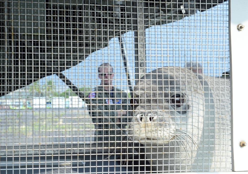 Critically endangered Hawaiian Monk Seals returned to Northwestern Hawaiian Islands