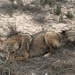 Fed coyotes dangerous to Airmen