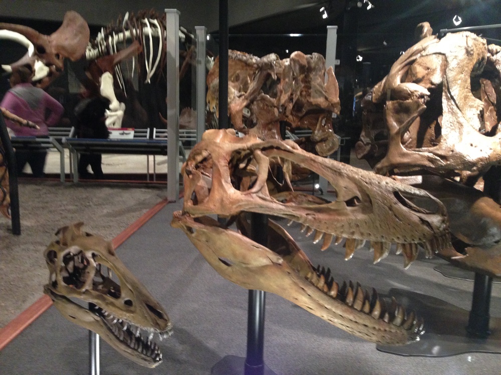 Montana's T. rex found at Fort Peck goes on public display