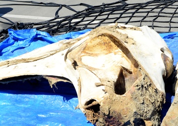 San Diego Natural History Museum, whale, humpback, Coast Guard, remains, bones, beach, Point Loma
