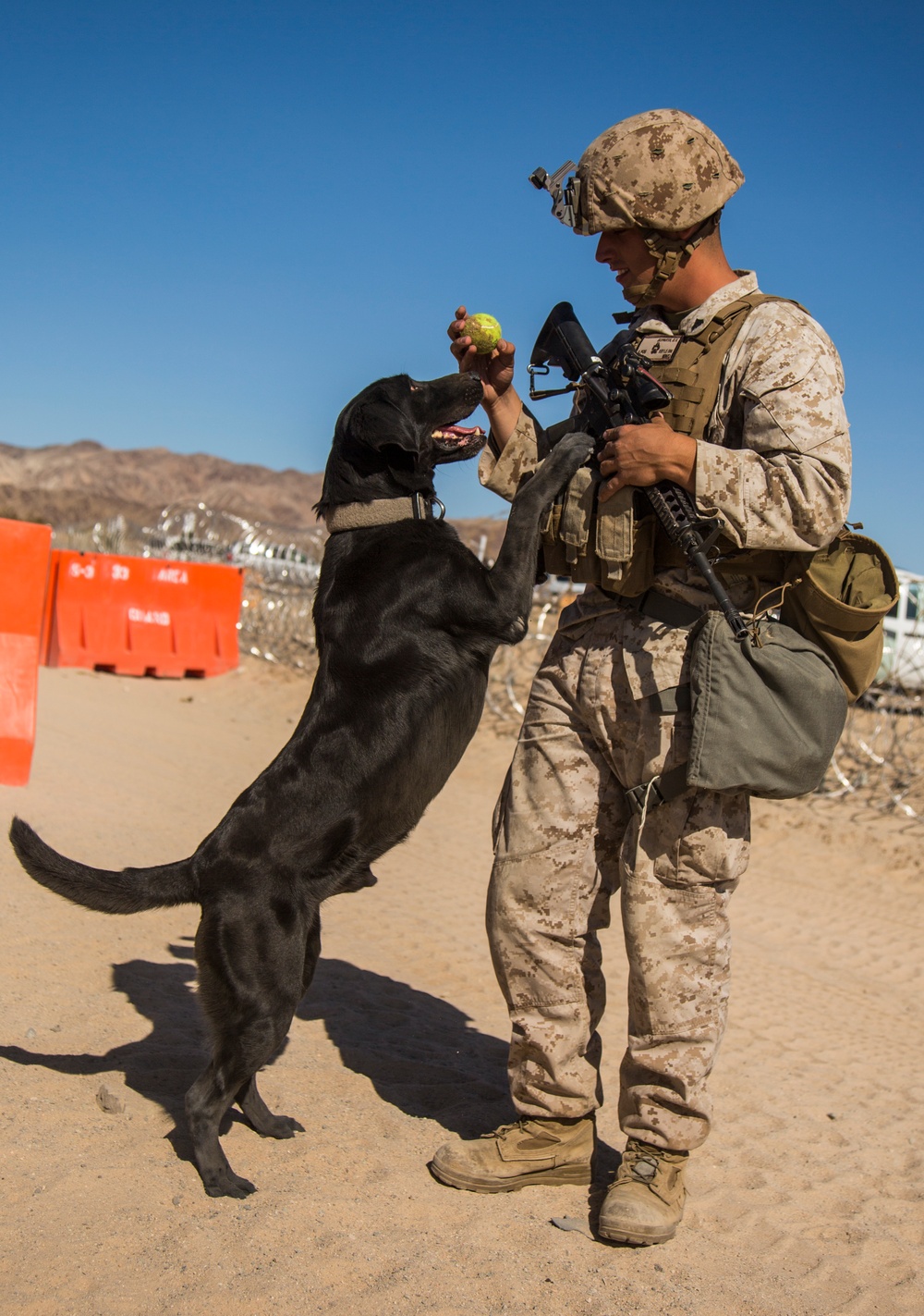 Marines train with K-9 partners
