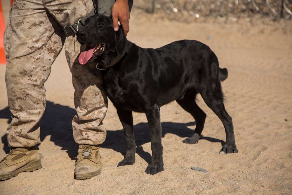 Marines train with K-9 partners