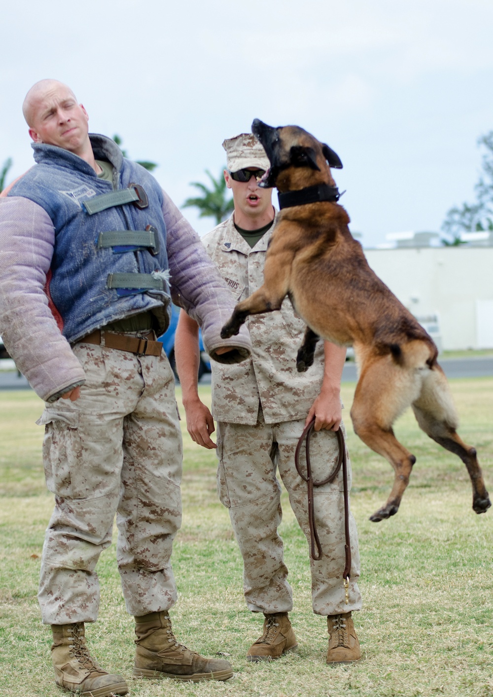 PMO K-9 unit conducts bite training