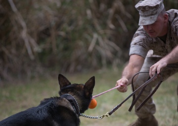 MCB Hawaii guarded by finest, furriest