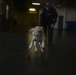 Coast Guard ferry dog sweeps