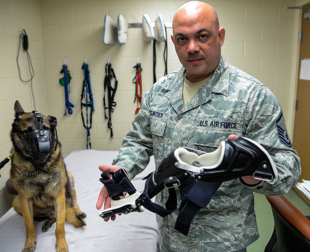 Orthotic tech helps military working dog walk again