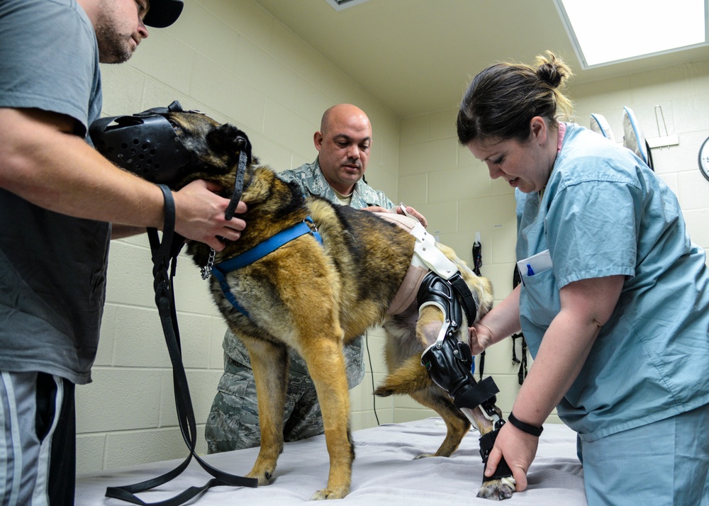 Orthotic tech helps military working dog walk again