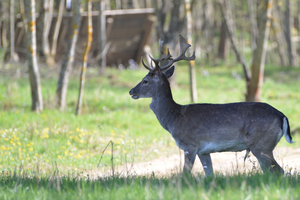 White tail deer in the Panzer Kaserne training area