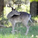 A white tail deer in the Panzer Kaserne training area