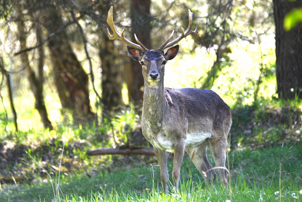 A white tail deer in the Panzer Kaserne training area