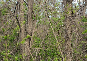 88th RSC prairie restoration
