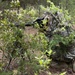 Marines train to become scout snipers