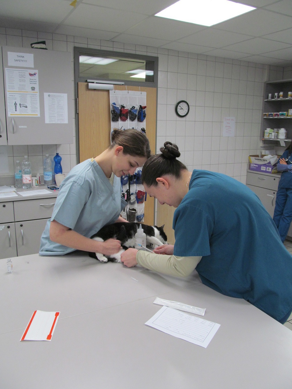 Performing canine phlebotomy